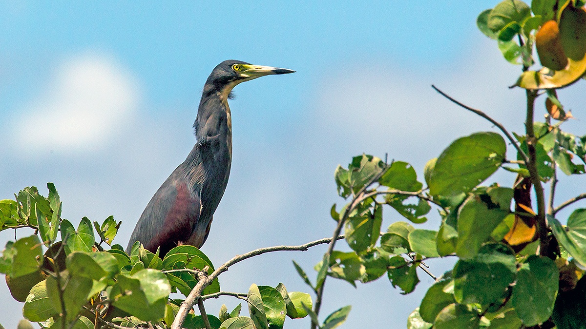 Rufous-bellied Heron [Ardeola rufiventris]