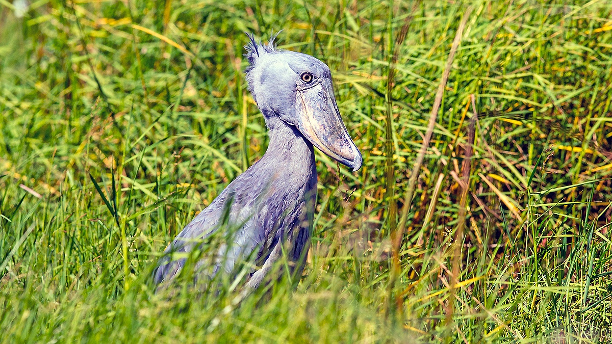 Shoebill [Balaeniceps rex]