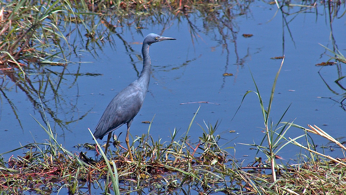 Slaty Egret [Egretta vinaceigula]