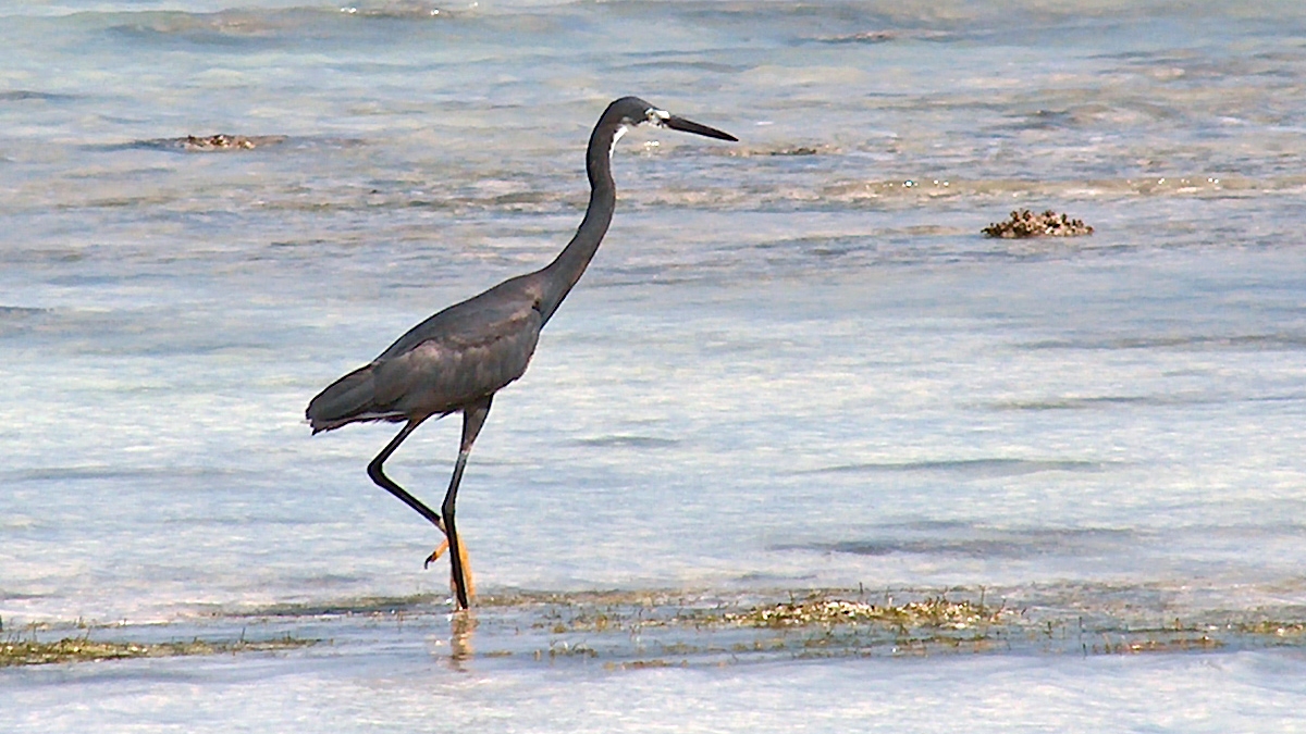 Dimorphic Egret [Egretta dimorpha]
