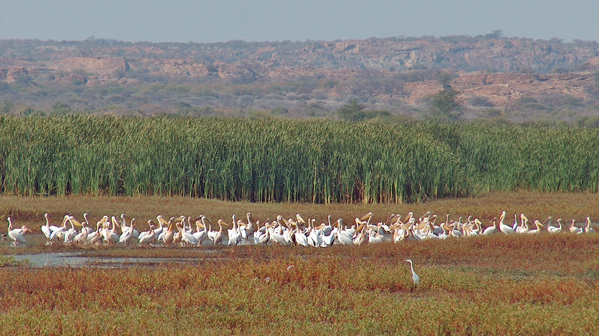 Great White Pelican [Pelecanus onocrotalus]