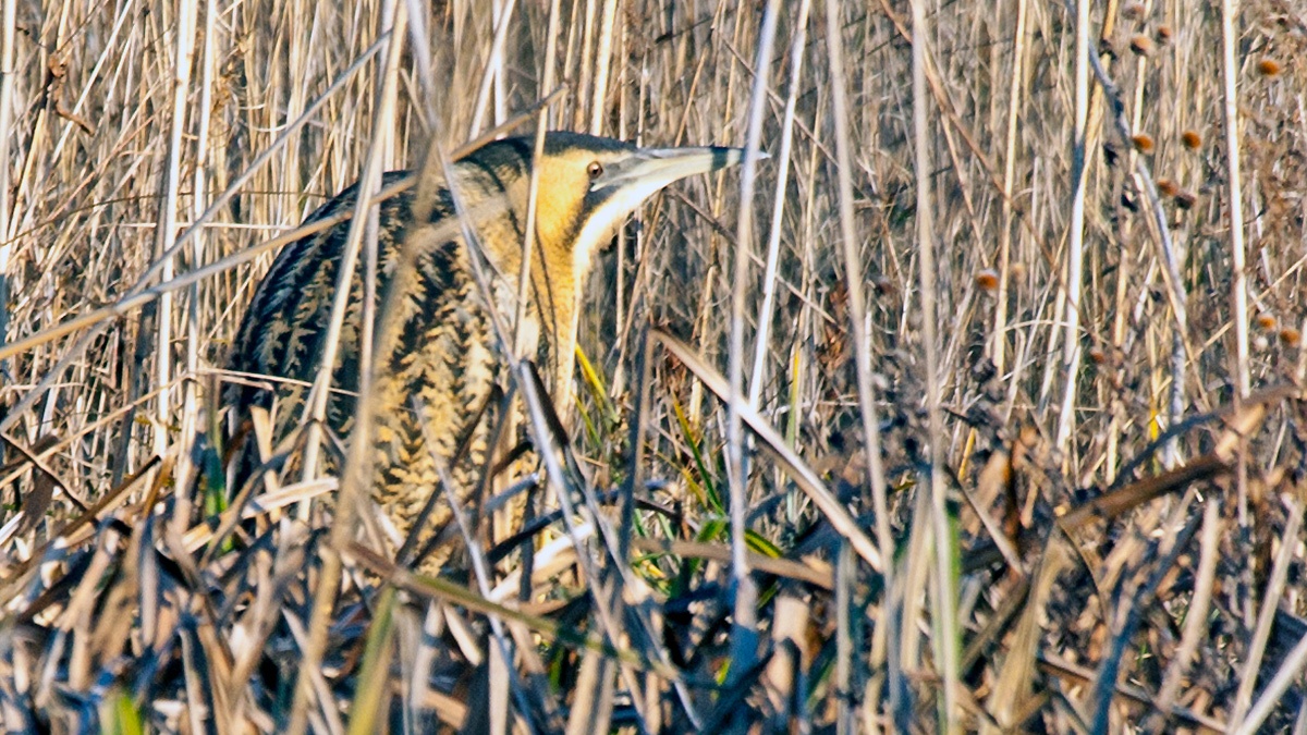 Eurasian Bittern [Botaurus stellaris stellaris]