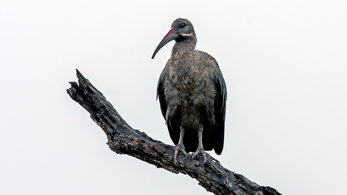 Hadada Ibis [Bostrychia hagedash hagedash]