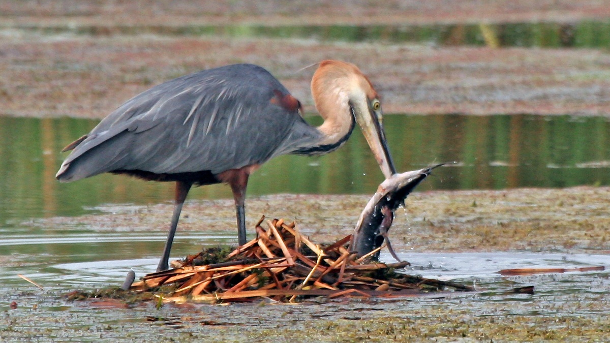 Goliath Heron [Ardea goliath]