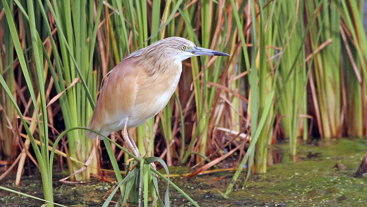 Squacco Heron [Ardeola ralloides]