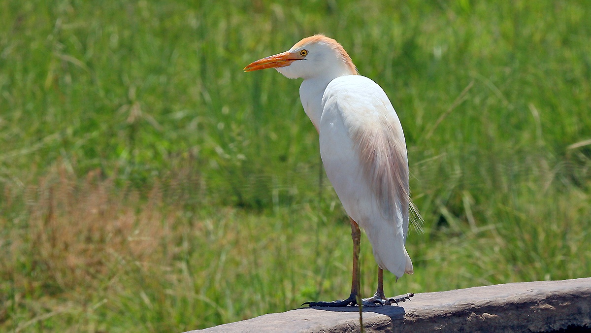 Western Cattle Egret [Ardea ibis]