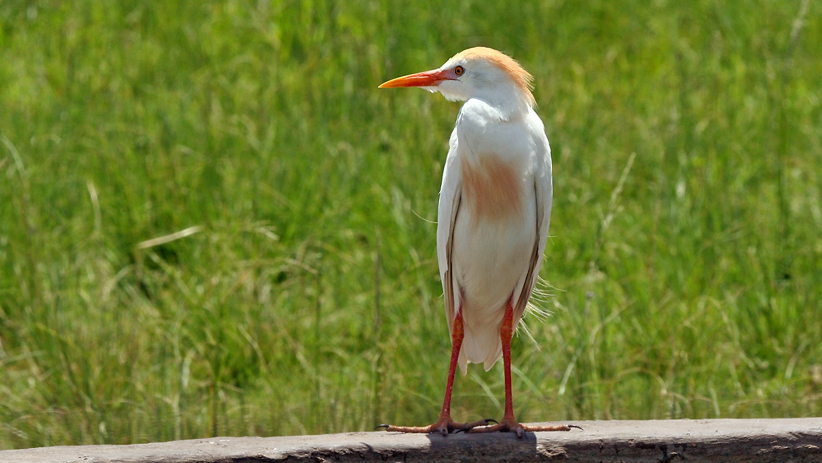 Western Cattle Egret [Ardea ibis]