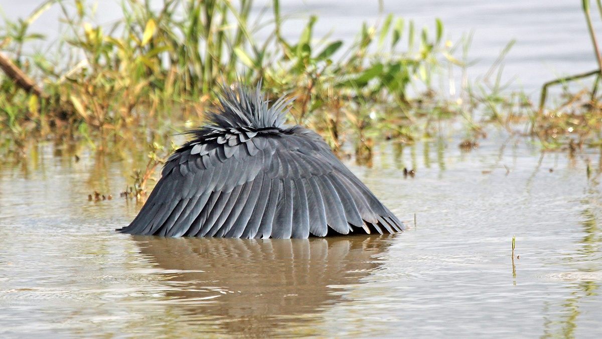 Black Heron [Egretta ardesiaca]