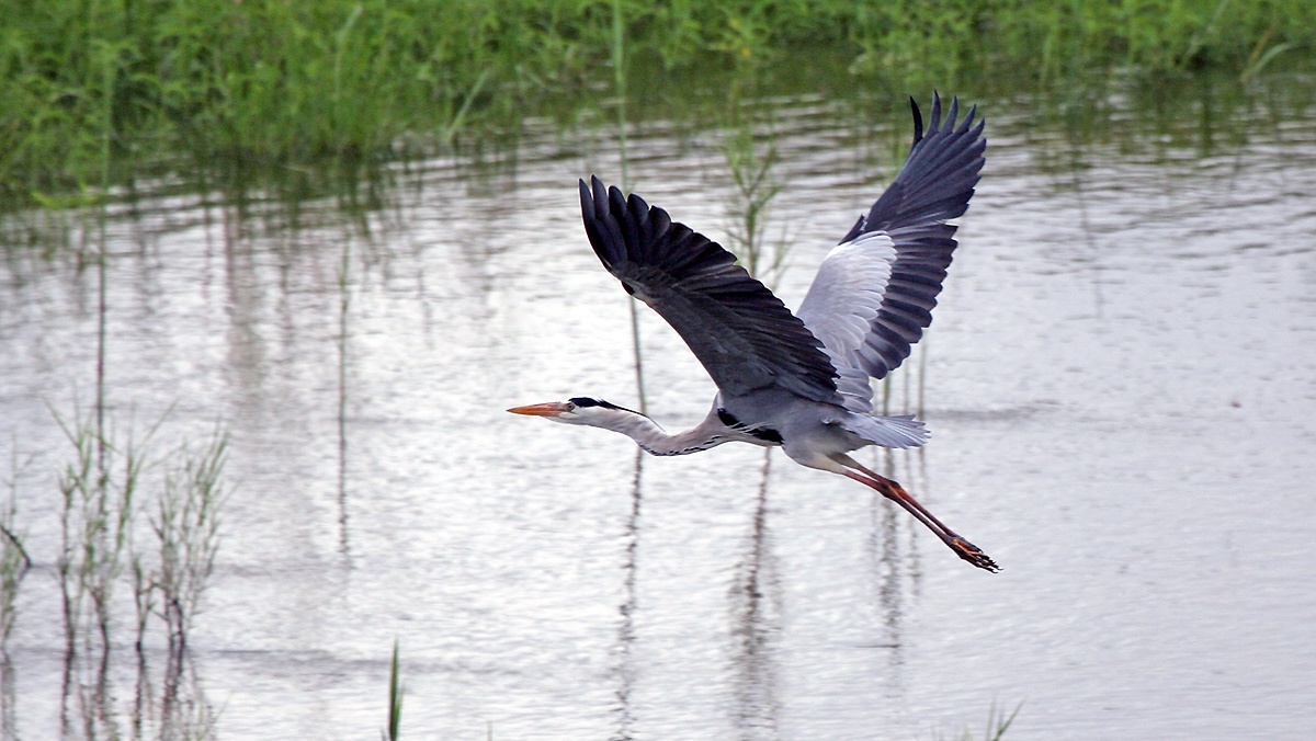 Grey Heron [Ardea cinerea cinerea]