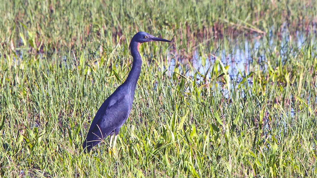 Slaty Egret [Egretta vinaceigula]