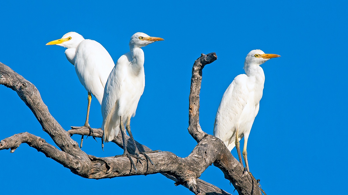 Western Cattle Egret [Ardea ibis]