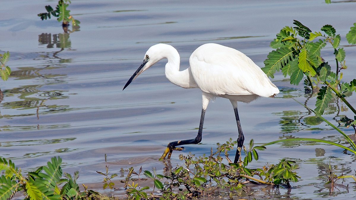 Little Egret [Egretta garzetta garzetta]