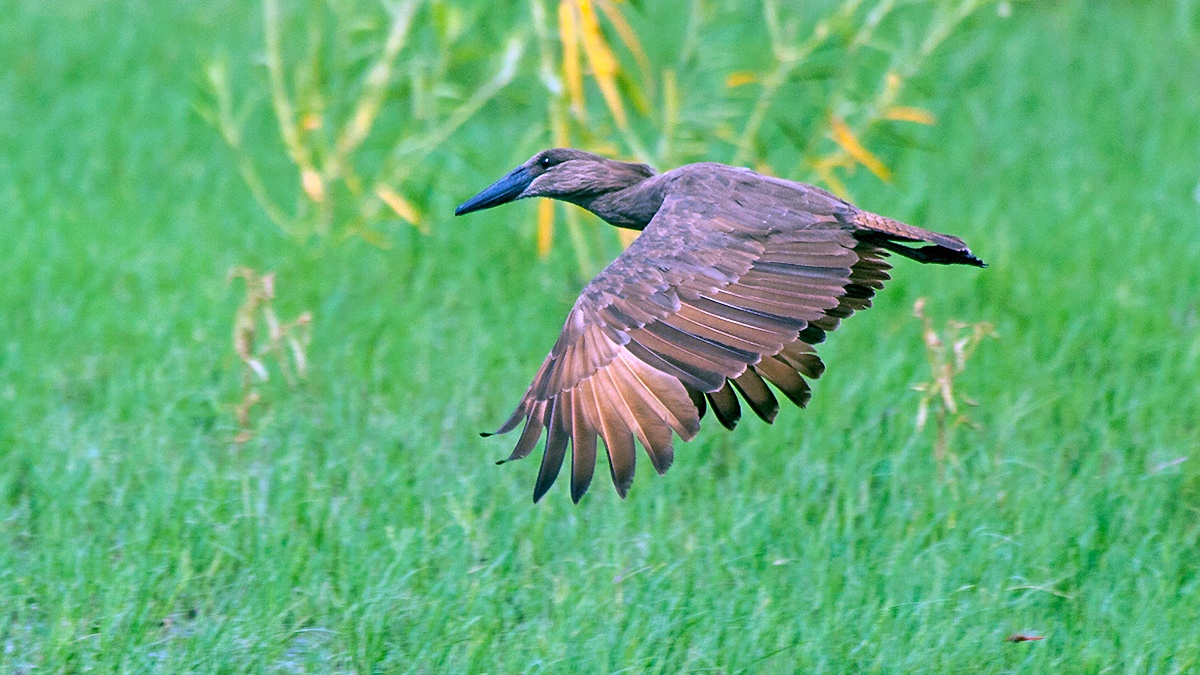 Hamerkop [Scopus umbretta umbretta]