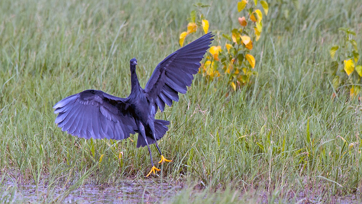 Black Heron [Egretta ardesiaca]