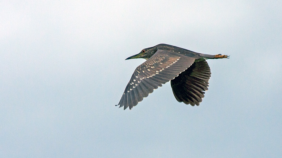 Black-crowned Night Heron [Nycticorax nycticorax nycticorax]
