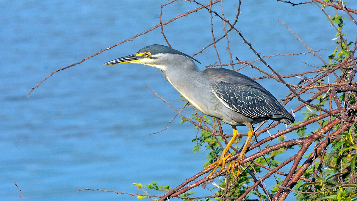 Little Heron [Butorides atricapilla atricapilla]