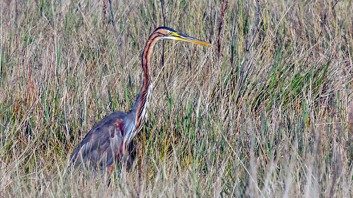 Purple Heron [Ardea purpurea purpurea]