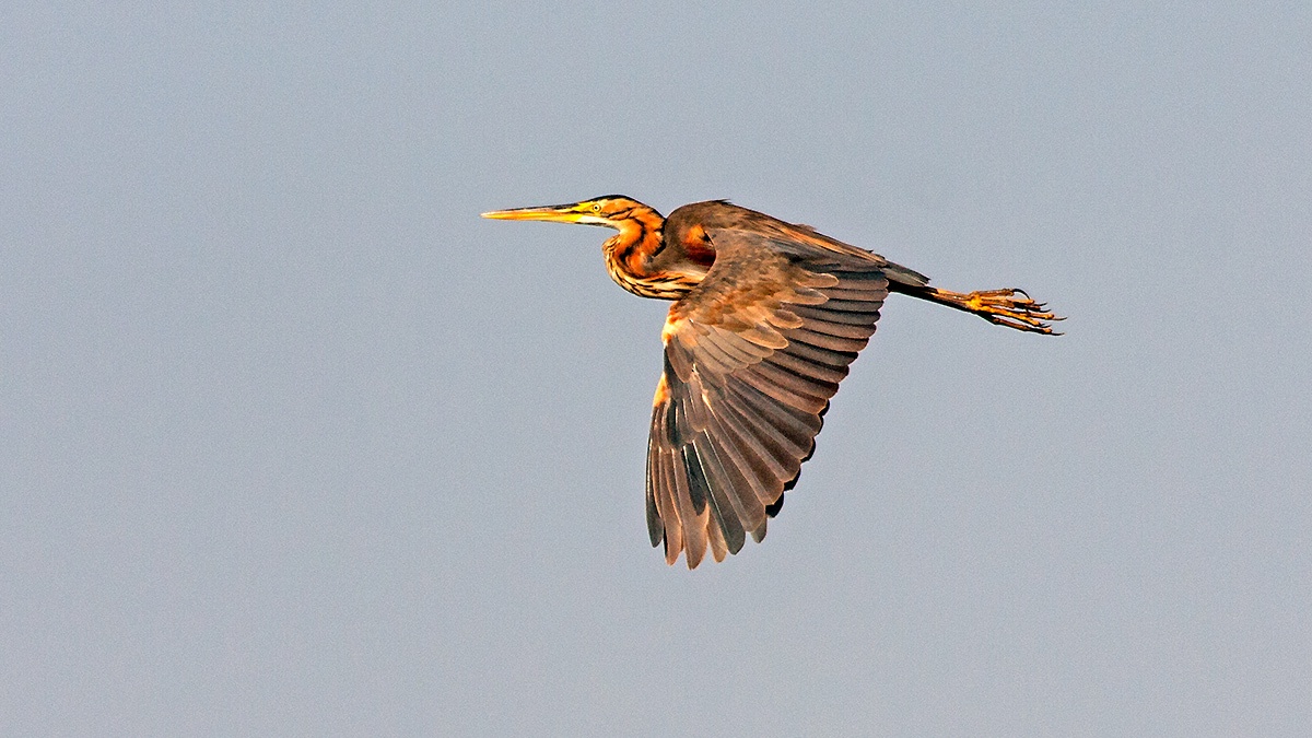 Purple Heron [Ardea purpurea purpurea]