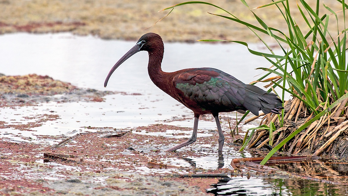 Glossy Ibis [Plegadis falcinellus]
