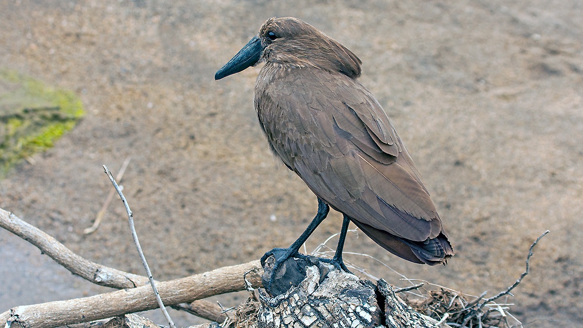 Hamerkop [Scopus umbretta umbretta]