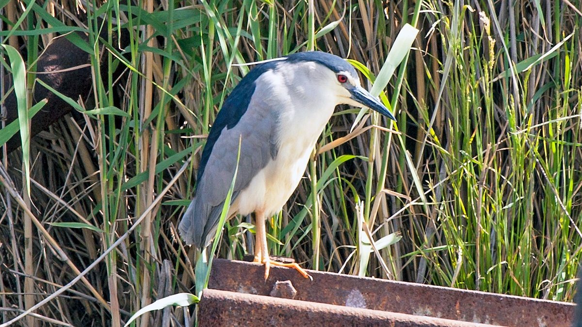 Black-crowned Night Heron [Nycticorax nycticorax nycticorax]