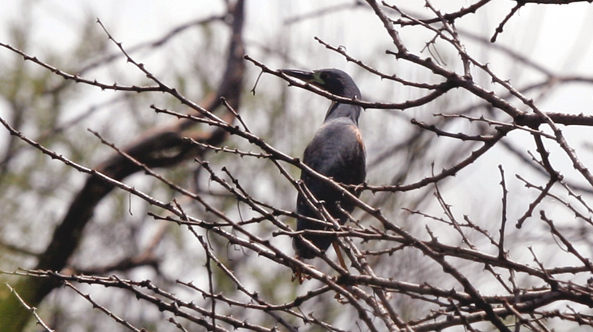Dwarf Bittern [Botaurus sturmii]