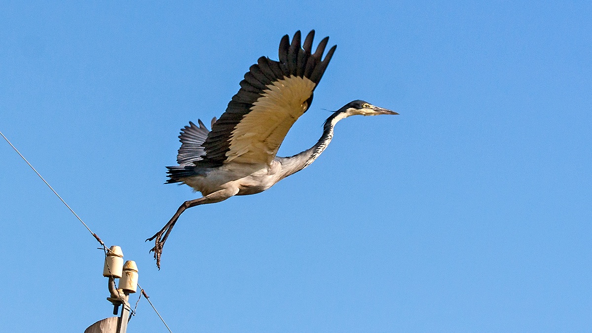 Black-headed Heron [Ardea melanocephala]