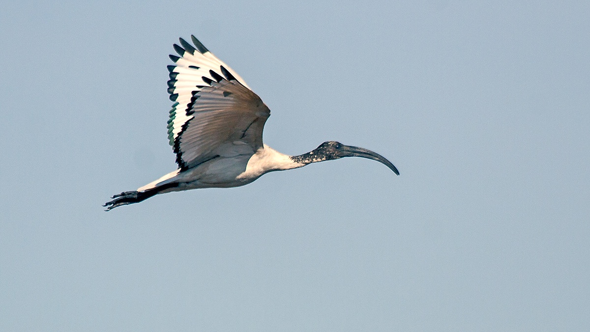 African Sacred Ibis [Threskiornis aethiopicus]