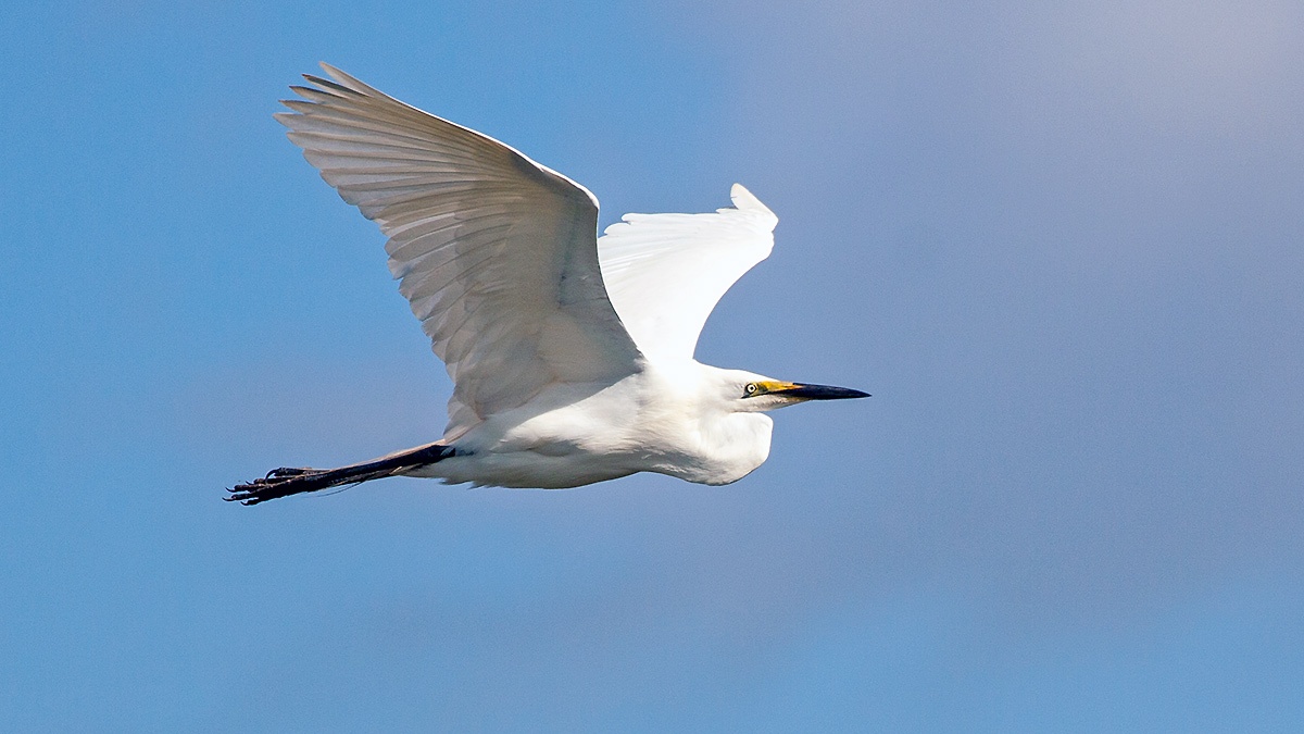 Great Egret [Ardea alba melanorhynchos]