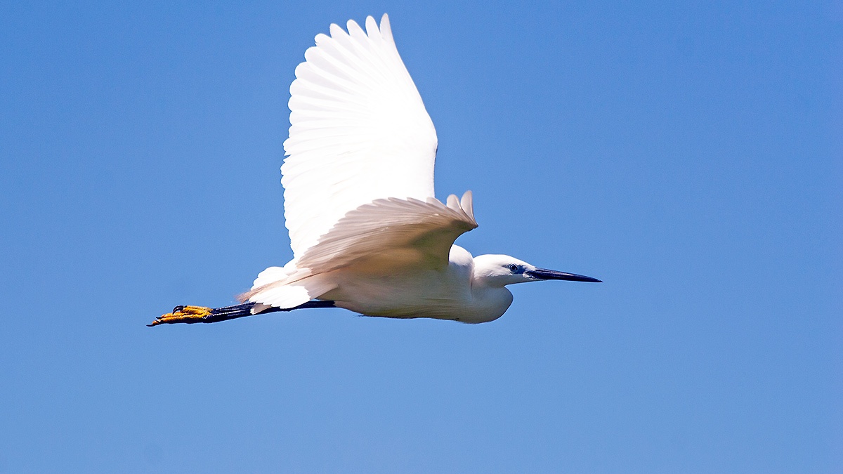 Little Egret [Egretta garzetta garzetta]