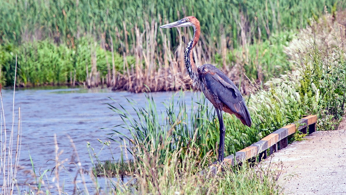 Goliath Heron [Ardea goliath]