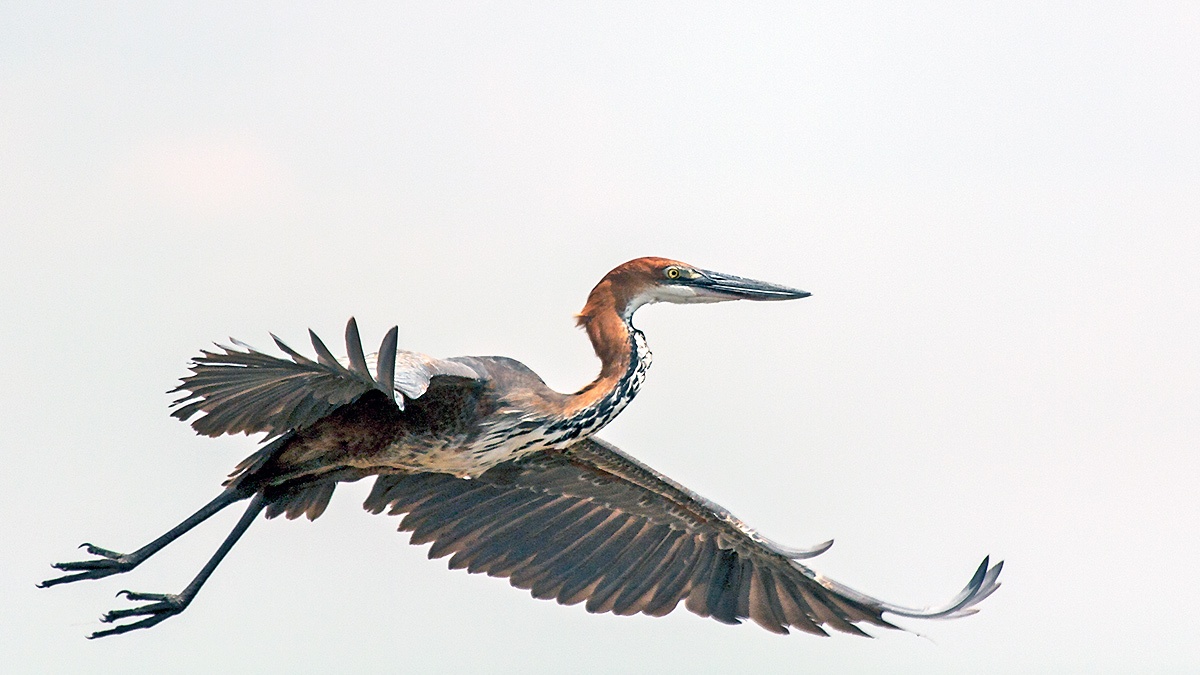 Goliath Heron [Ardea goliath]