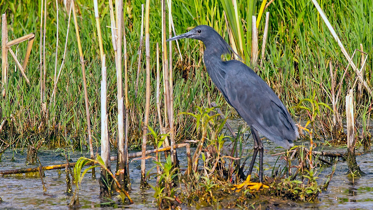 Black Heron [Egretta ardesiaca]