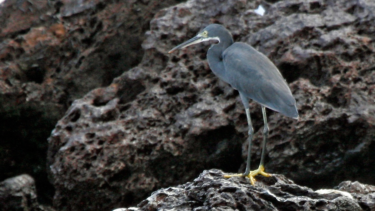 Western Reef Heron [Egretta gularis gularis]