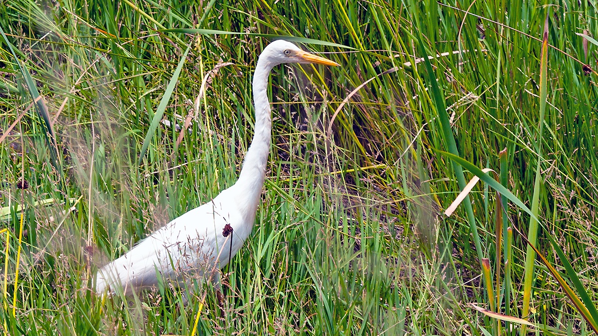 Yellow-billed Egret [Ardea brachyrhyncha]