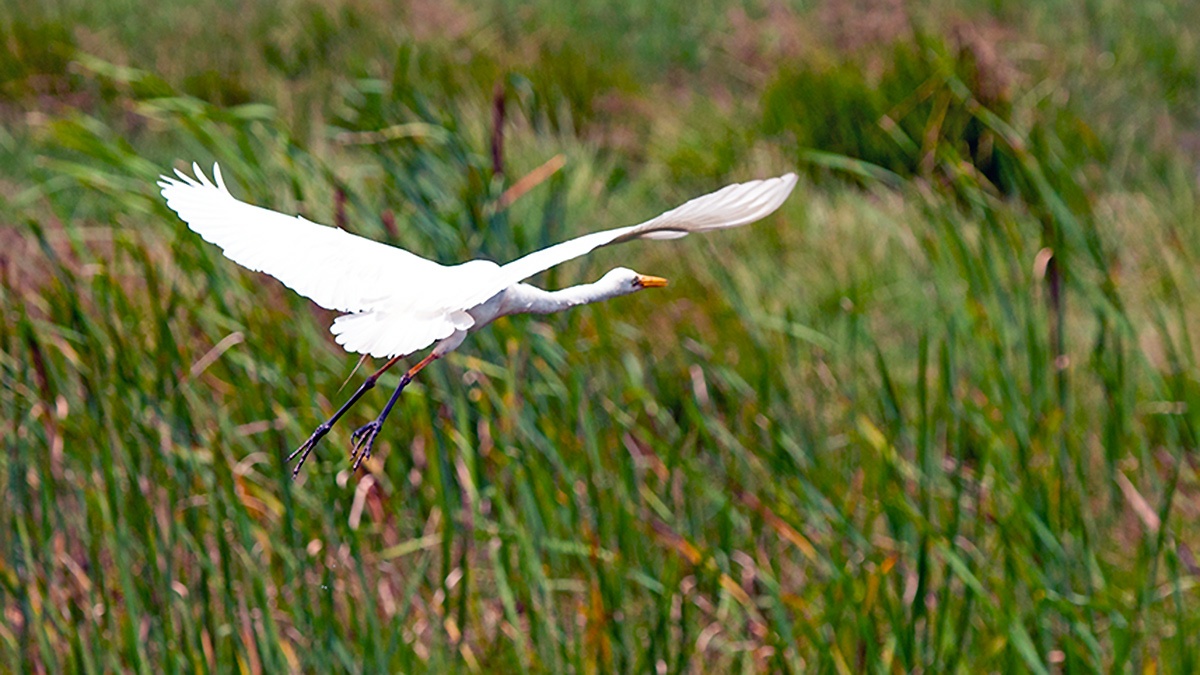 Yellow-billed Egret [Ardea brachyrhyncha]