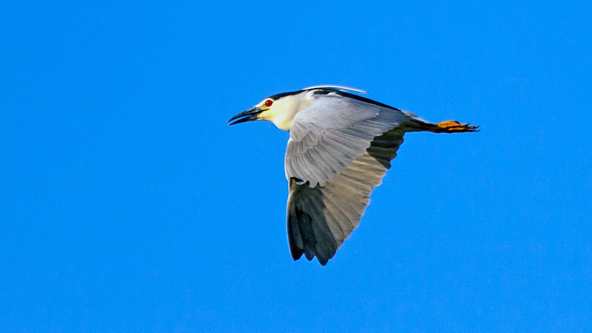 Black-crowned Night Heron [Nycticorax nycticorax nycticorax]