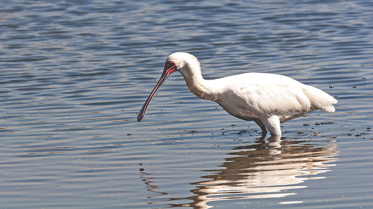 African Spoonbill [Platalea alba]
