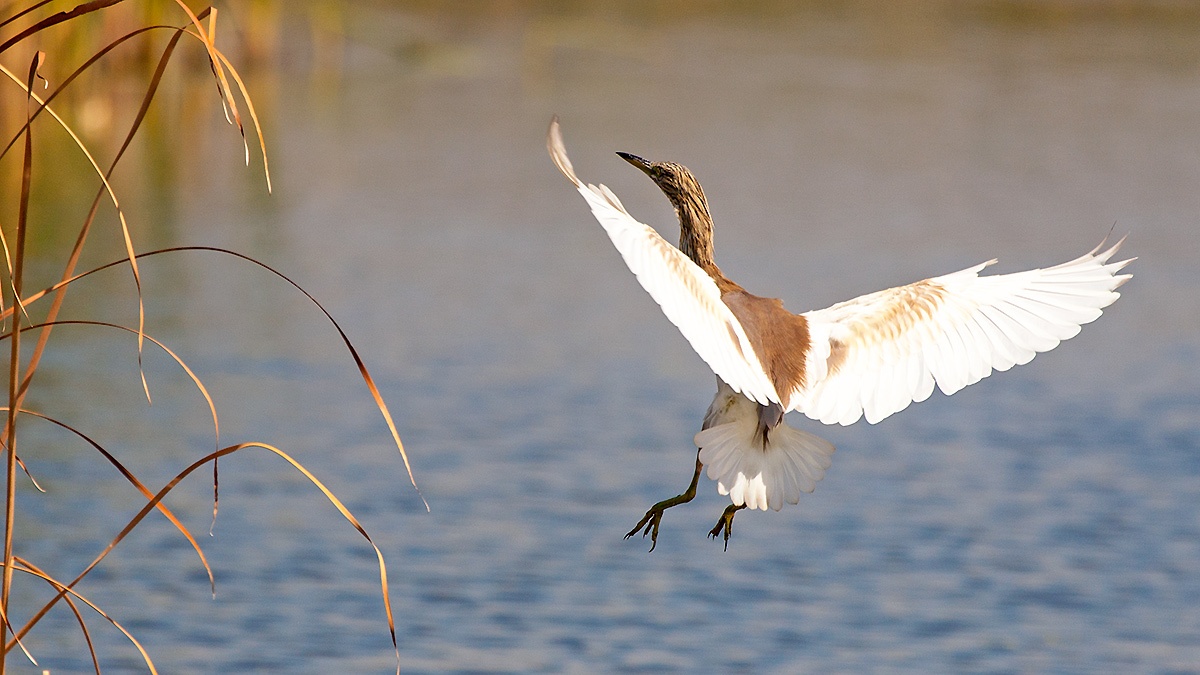 Squacco Heron [Ardeola ralloides]