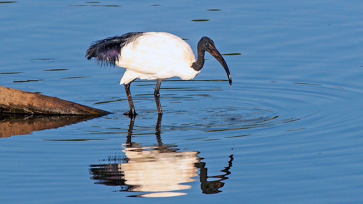 African Sacred Ibis [Threskiornis aethiopicus]