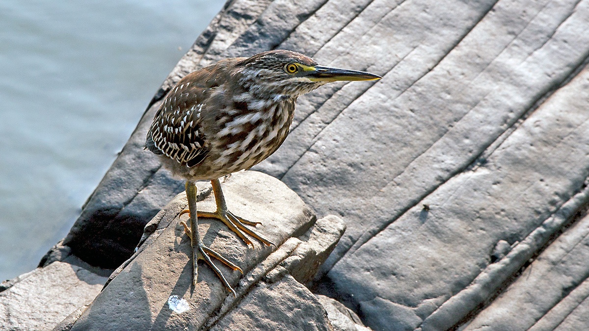 Little Heron [Butorides atricapilla atricapilla]