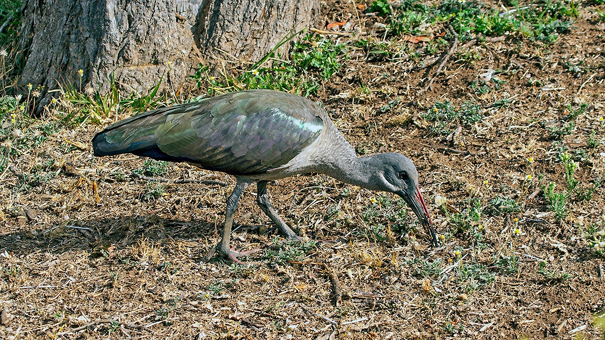 Hadada Ibis [Bostrychia hagedash hagedash]