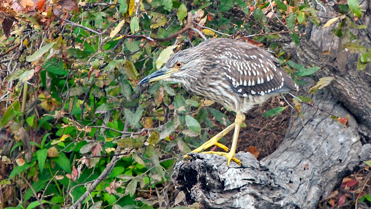 Black-crowned Night Heron [Nycticorax nycticorax nycticorax]