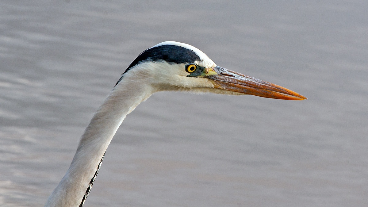 Grey Heron [Ardea cinerea cinerea]