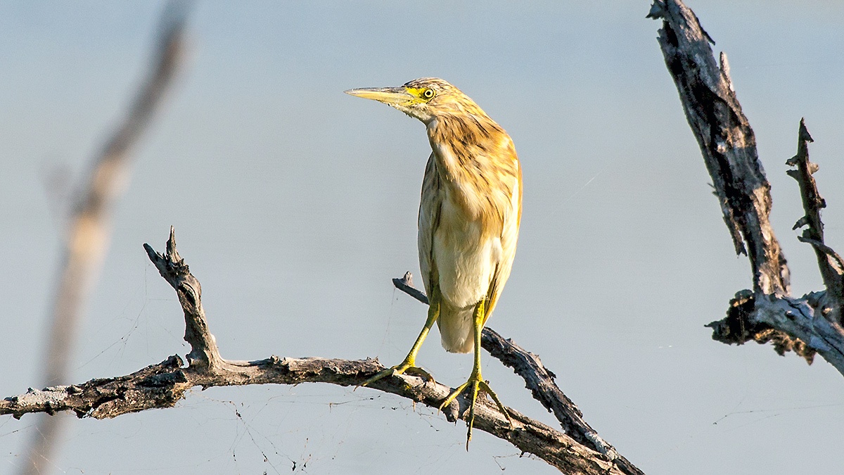 Squacco Heron [Ardeola ralloides]