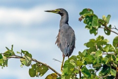 Rufous-bellied Heron [Ardeola rufiventris]