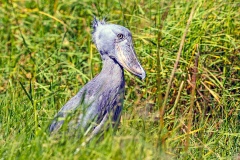 Shoebill [Balaeniceps rex]