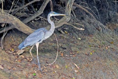 Great Blue Heron [Ardea herodias herodias]