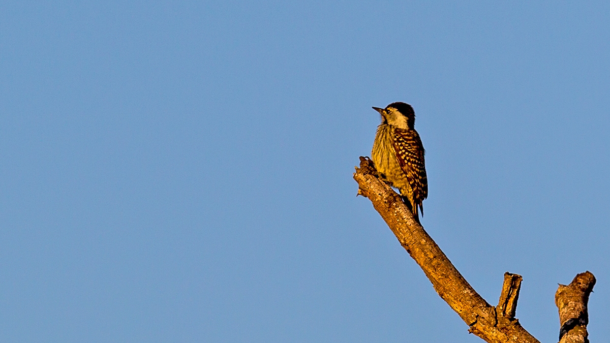Cardinal Woodpecker [Dendropicos fuscescens intermedius]
