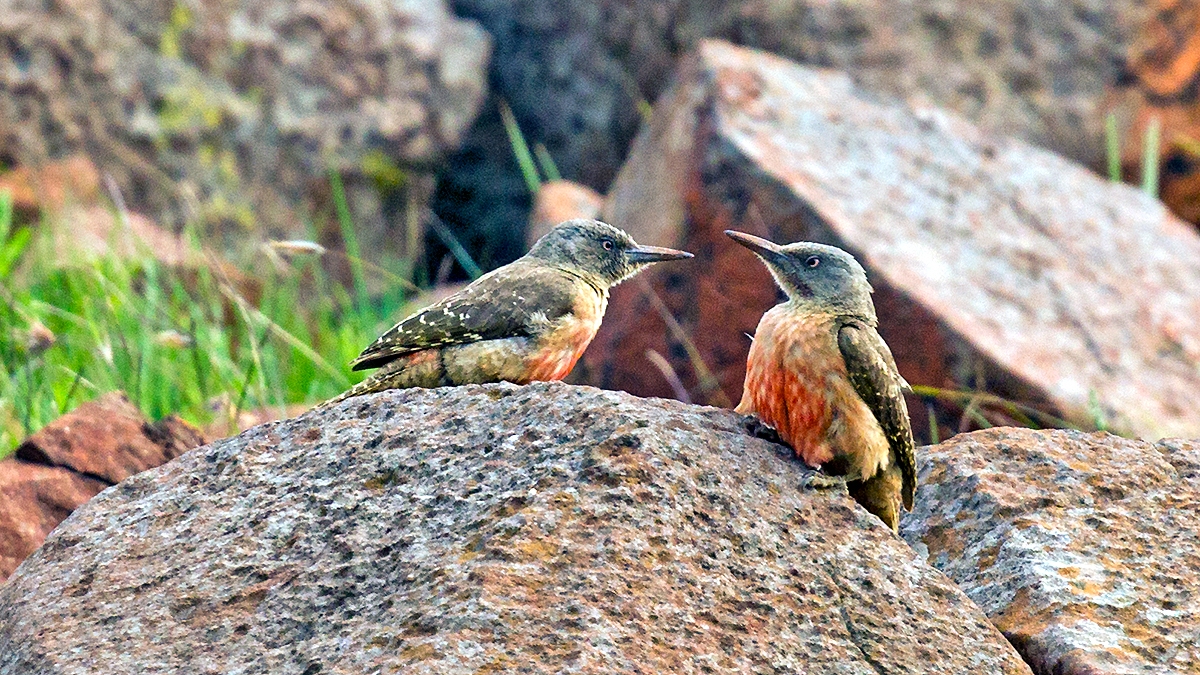 Ground Woodpecker [Geocolaptes olivaceus]